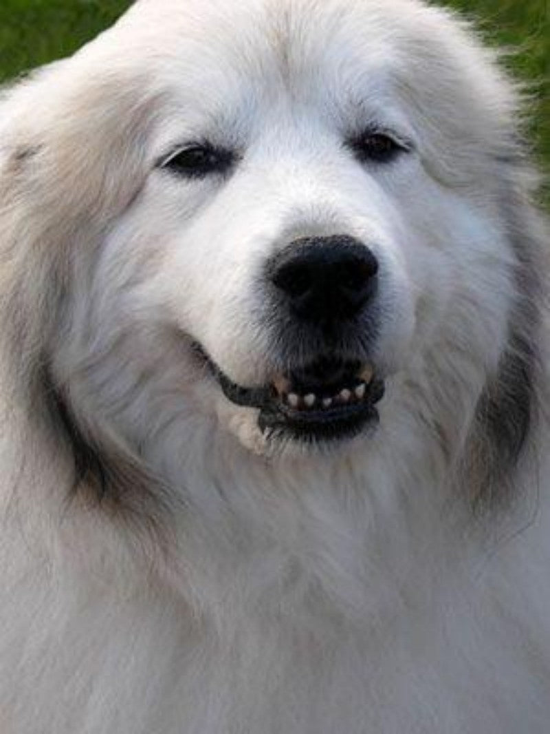 Great Pyrenees Dog | Diamond Painting