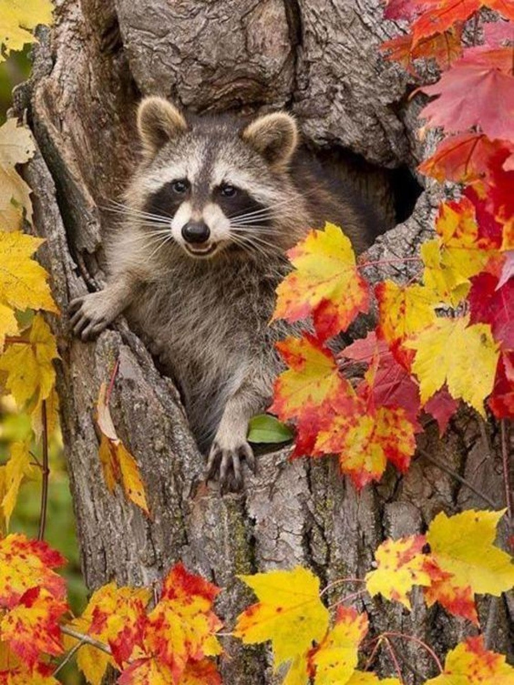 Raccoon | Diamond Painting