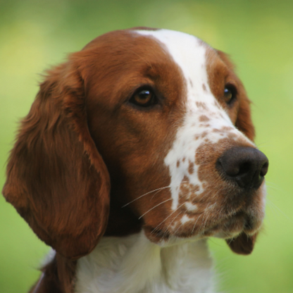 Brittany Spaniel Dog | Diamond Painting