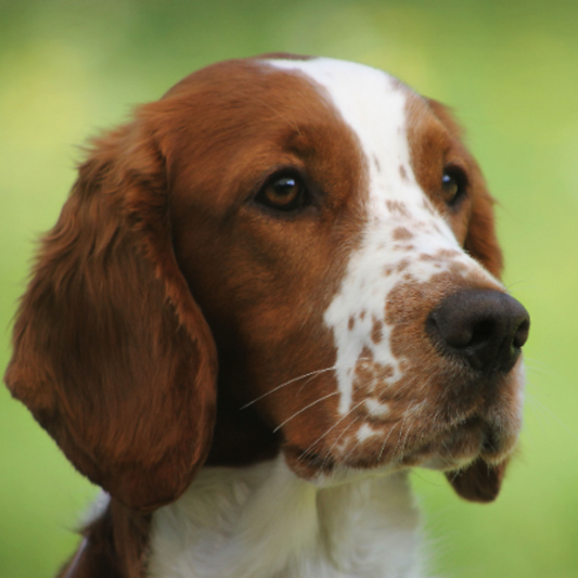 Brittany Spaniel Dog | Diamond Painting