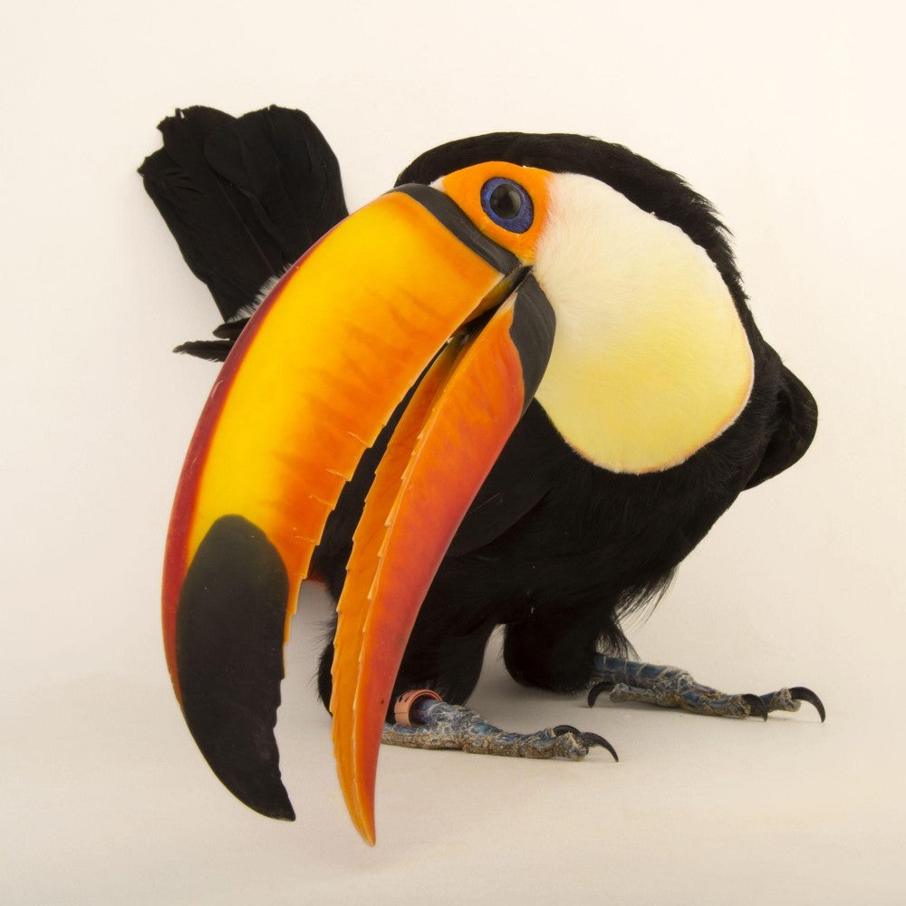 Toucan Bird | Diamond Painting