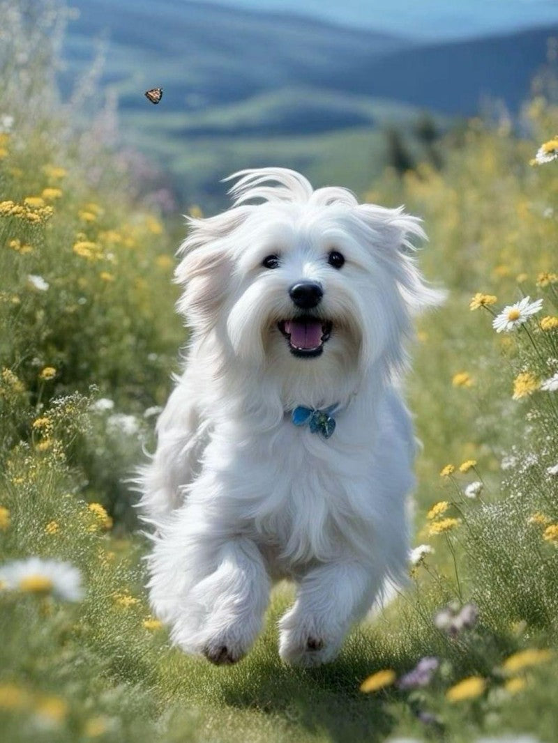 Havanese Dog | Diamond Painting