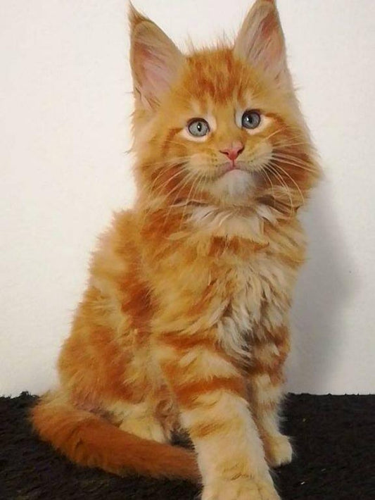 Maine Coon | Diamond Painting