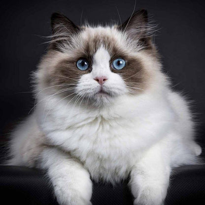Ragdoll Cat | Diamond Painting