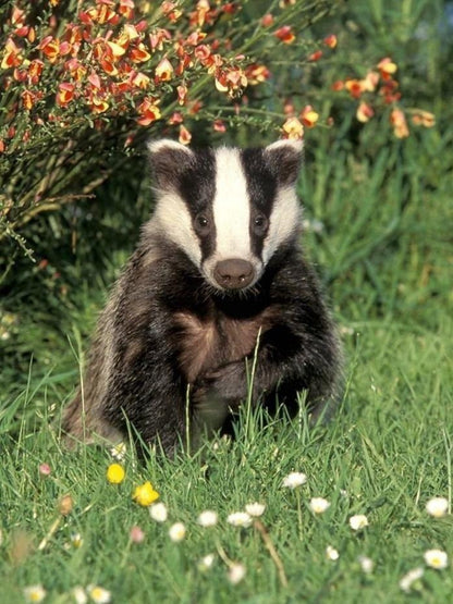 Badger | Diamond Painting