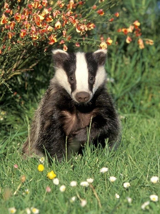 Badger | Diamond Painting