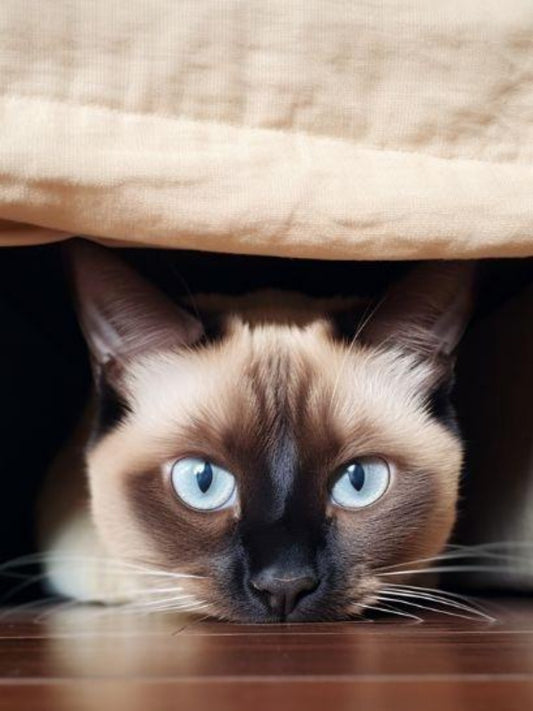 Siamese Cat | Diamond Painting