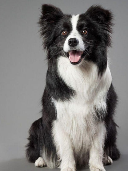 Dog Border Collie | Diamond Painting