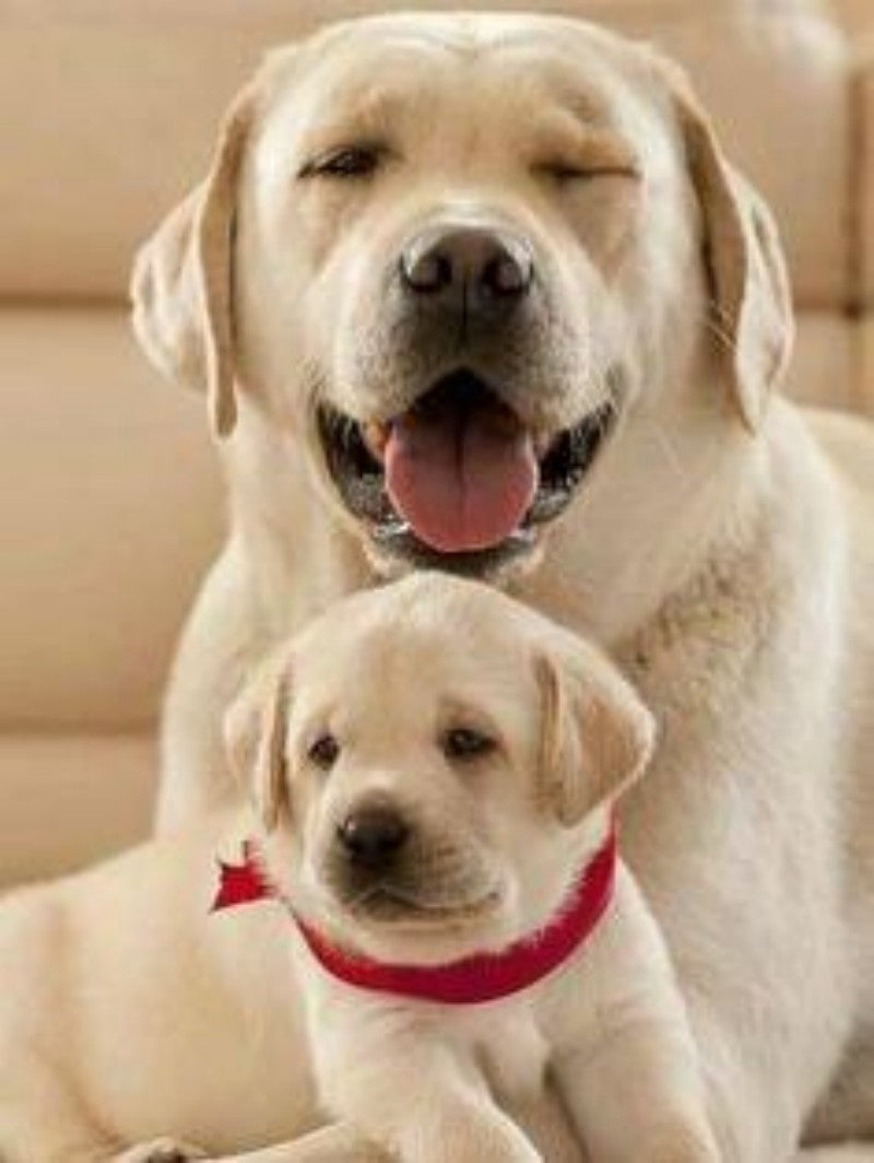 Yellow Labrador Dog | Diamond Painting