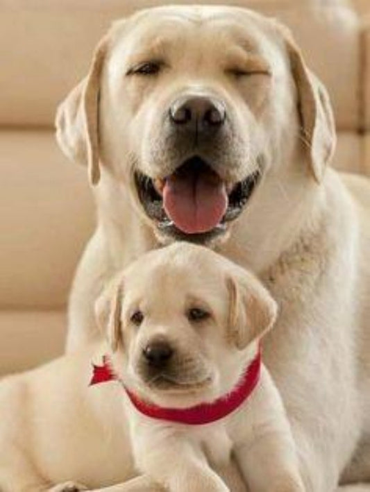 Yellow Labrador Dog | Diamond Painting
