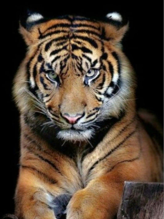 Bengal Tiger | Diamond Painting