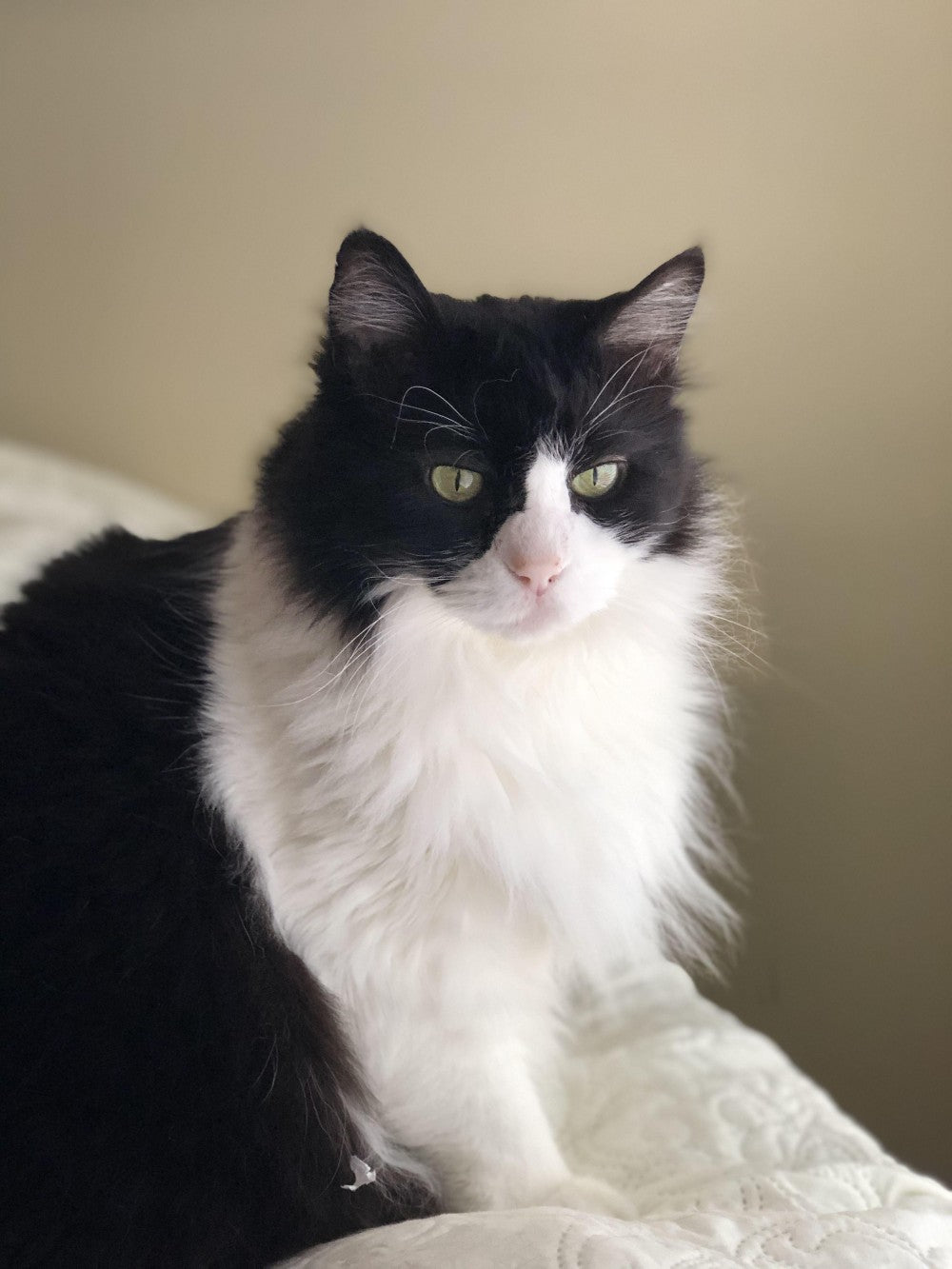 Tuxedo Cat  | Diamond Painting