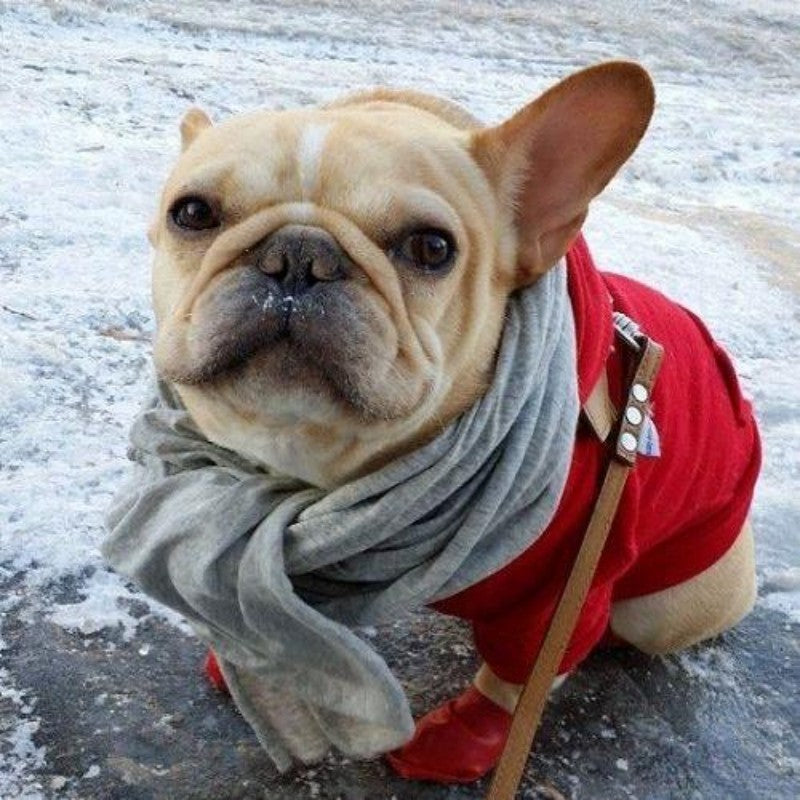 French Bulldog Dog | Diamond Painting