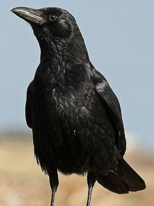 Crow | Diamond Painting