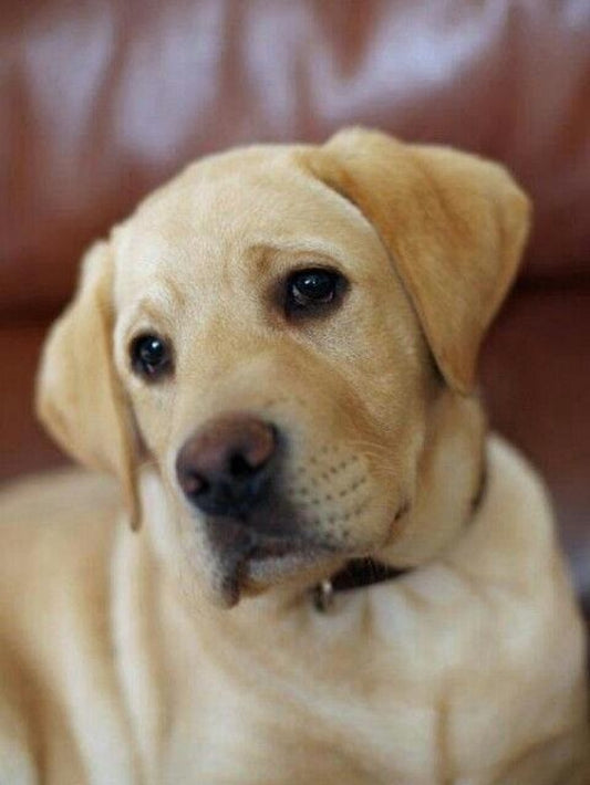 Yellow Labrador Dog | Diamond Painting