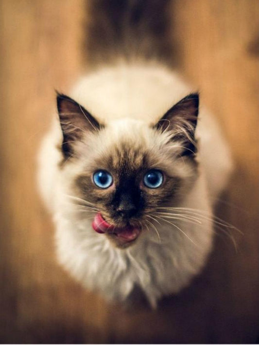 Siamese Cat | Diamond Painting