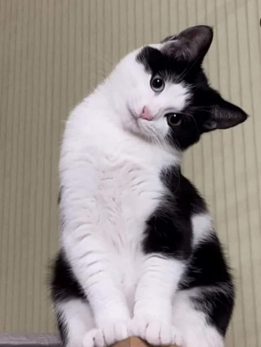 Tuxedo Cat  | Diamond Painting