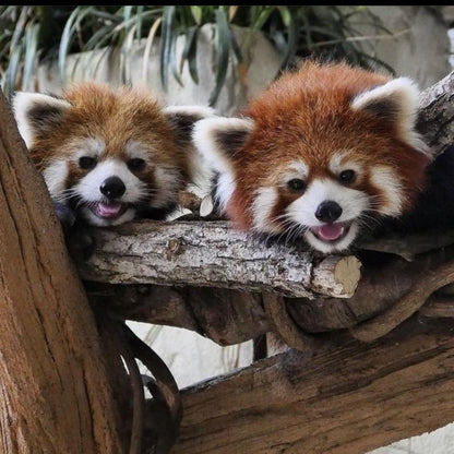 Red Panda | Diamond Painting