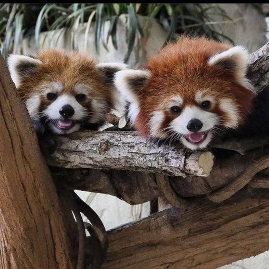 Red Panda | Diamond Painting