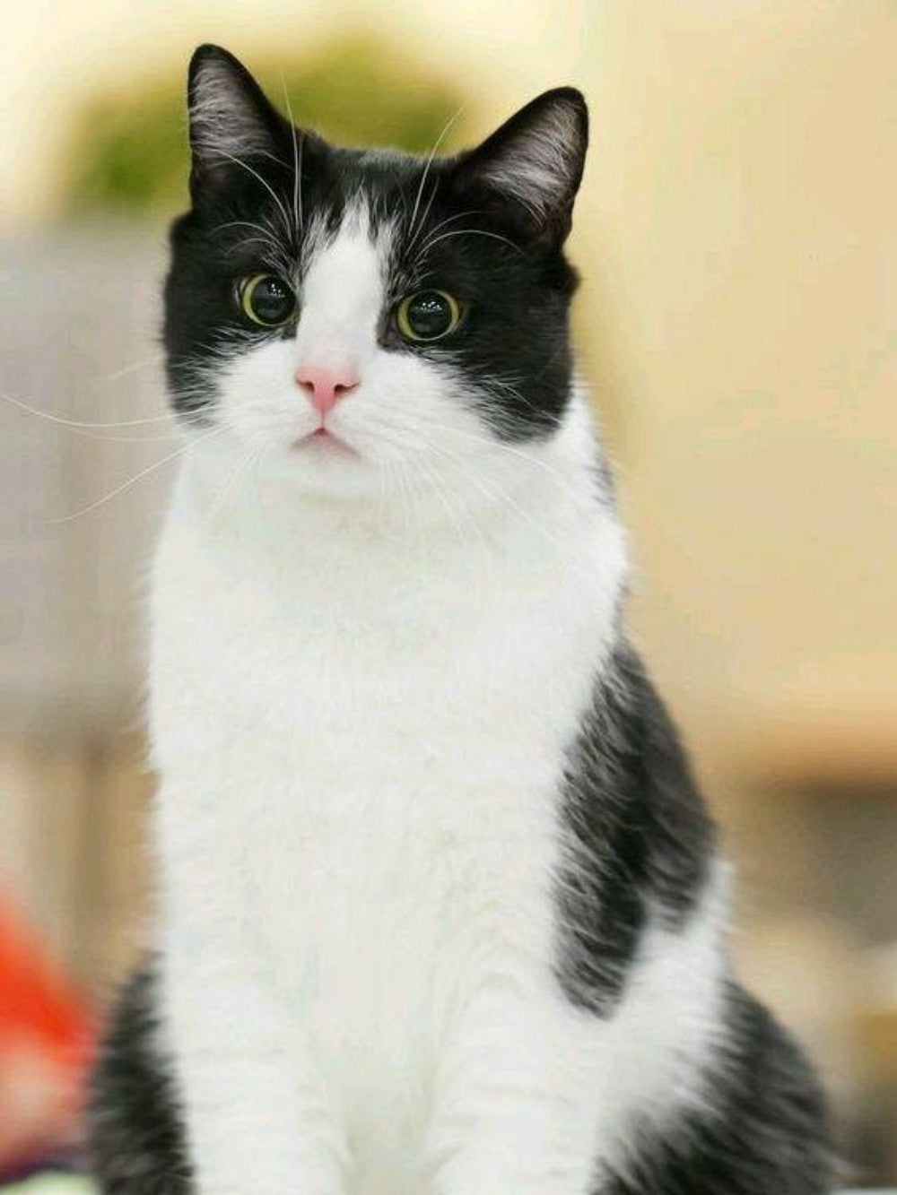 Tuxedo Cat  | Diamond Painting