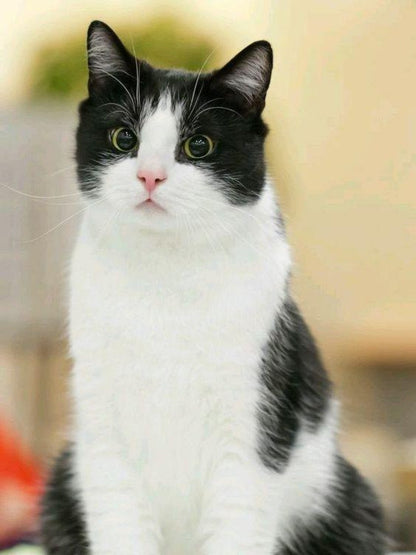 Tuxedo Cat  | Diamond Painting