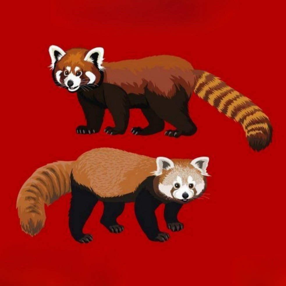 Red Panda | Diamond Painting