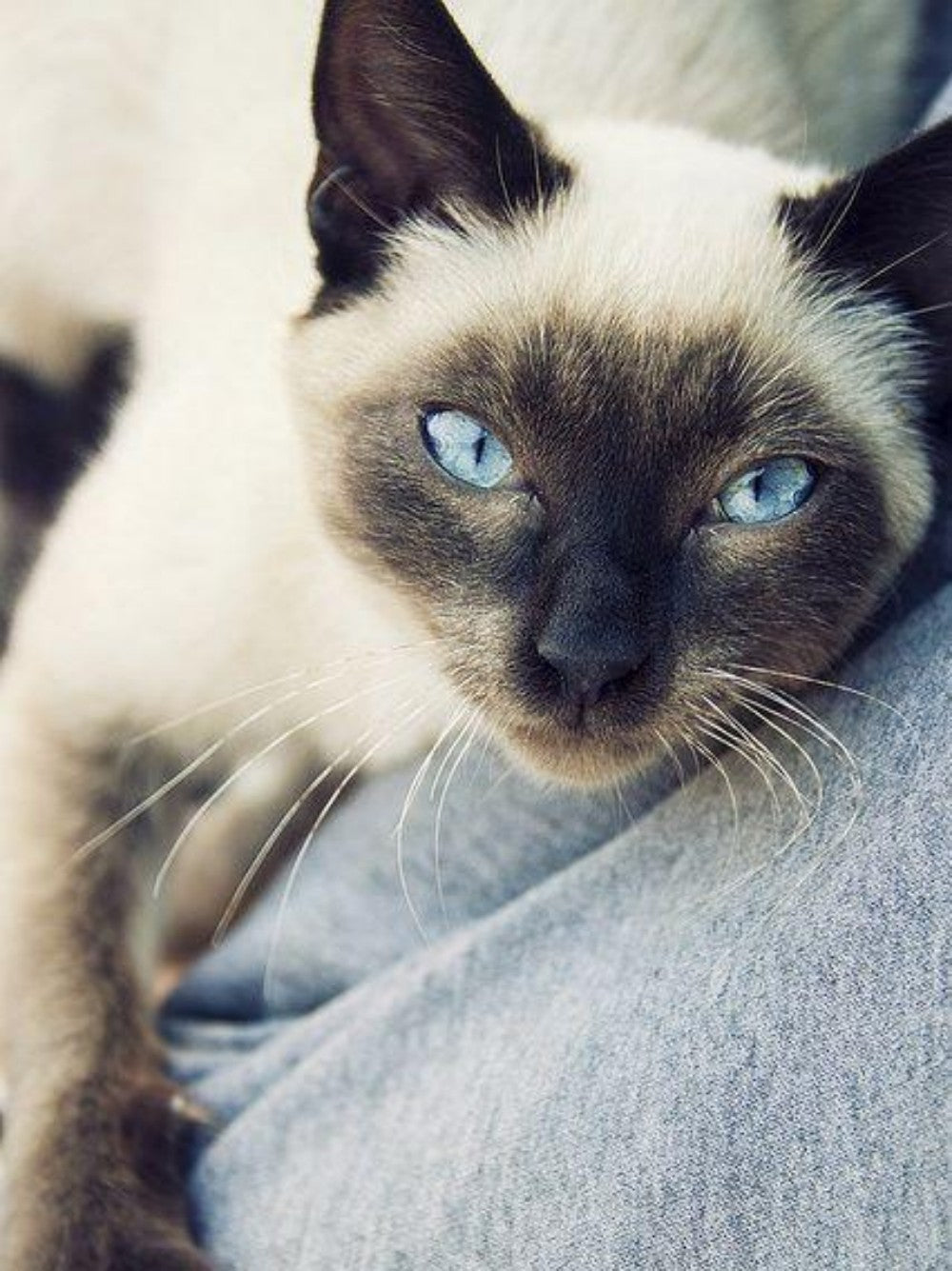 Siamese Cat | Diamond Painting