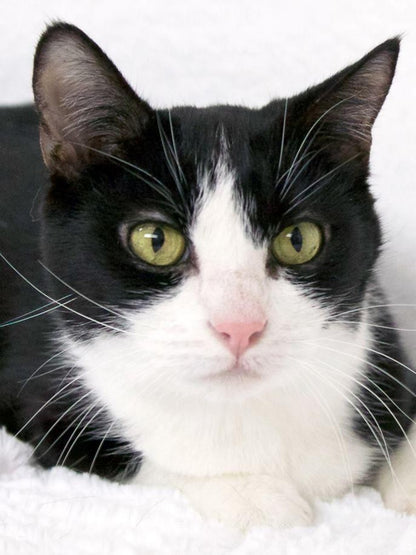 Tuxedo Cat  | Diamond Painting