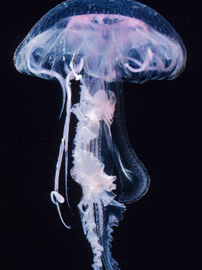 Jellyfish | Diamond Painting