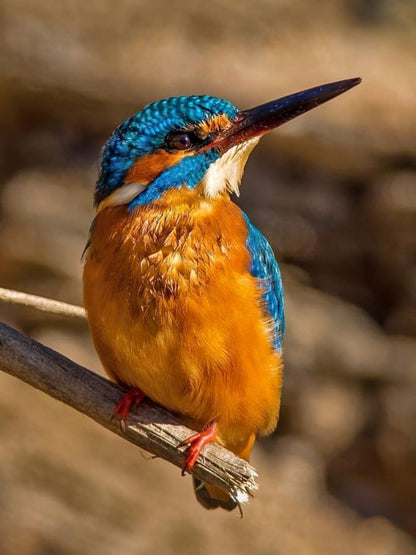 Kingfisher | Diamond Painting