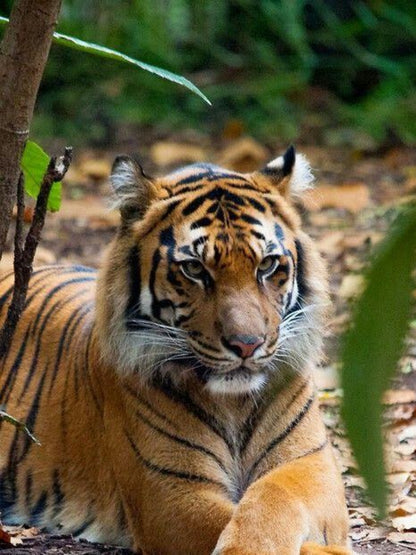Bengal Tiger | Diamond Painting