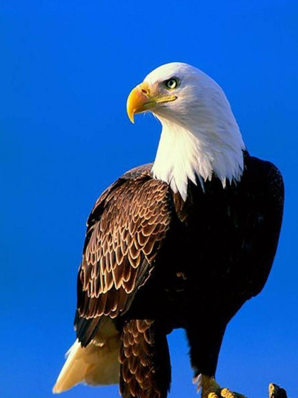 Eagle | Diamond Painting