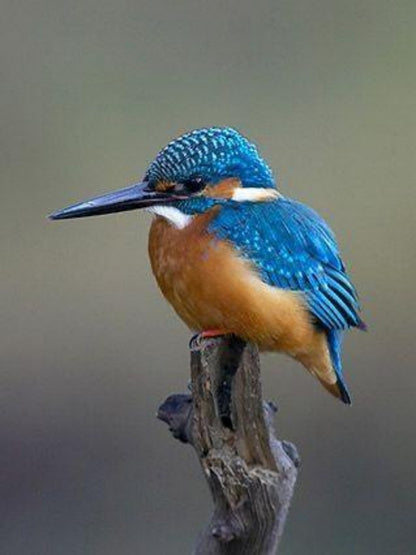 Kingfisher | Diamond Painting