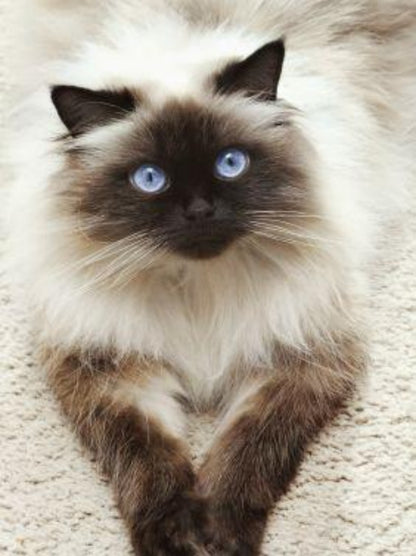 Siamese Cat | Diamond Painting
