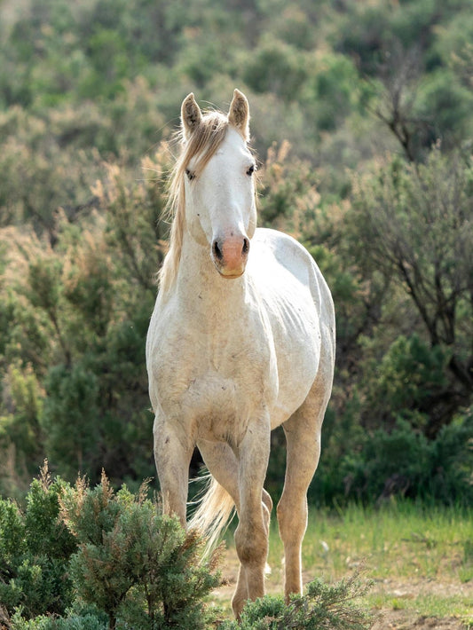 Horse | Diamond Painting