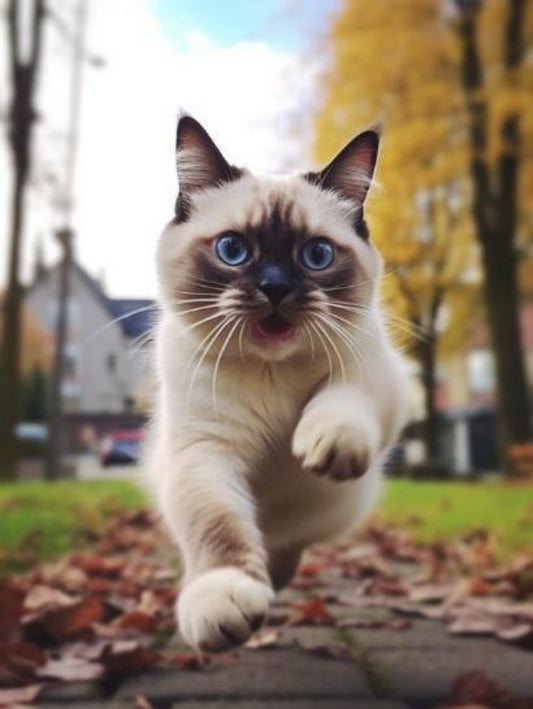 Siamese Cat | Diamond Painting