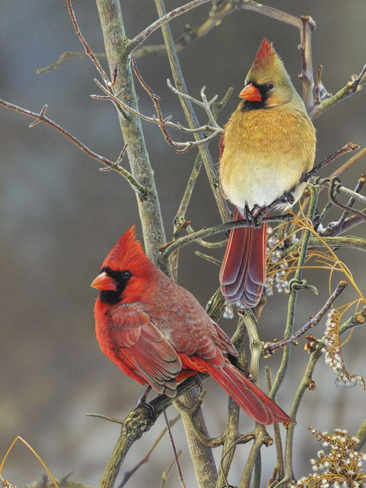 Cardinal | Diamond Painting