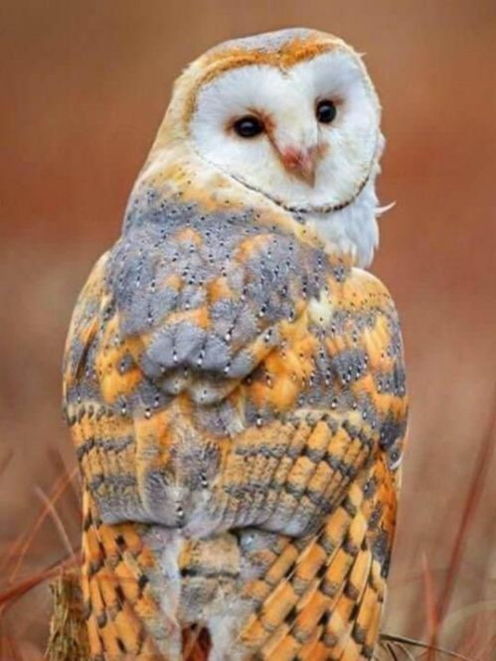 Barn Owl | Diamond Painting