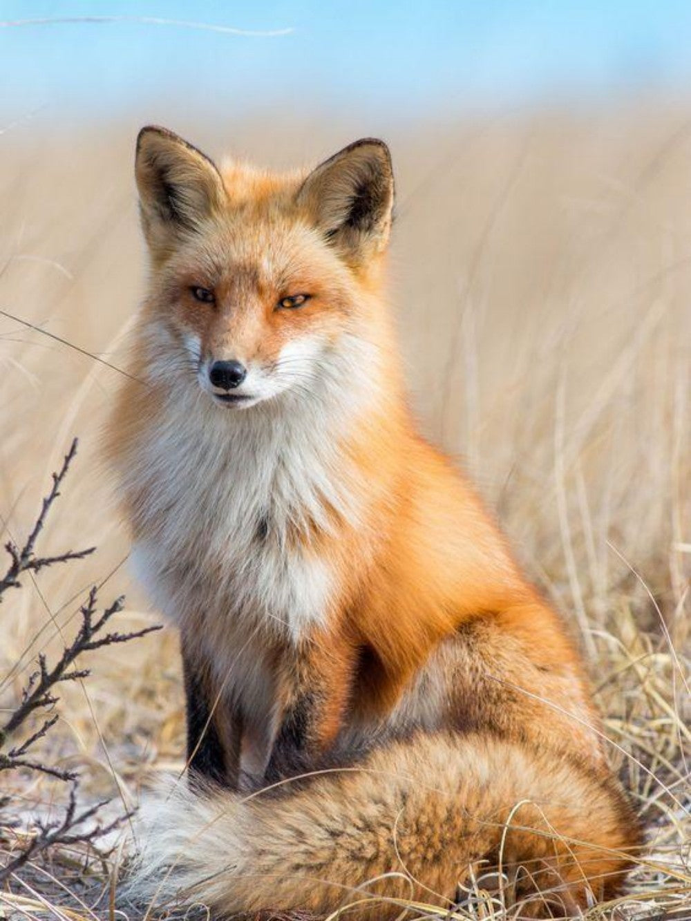 Fox | Diamond Painting