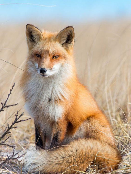 Fox | Diamond Painting