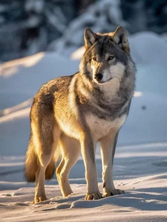Wolf | Diamond Painting