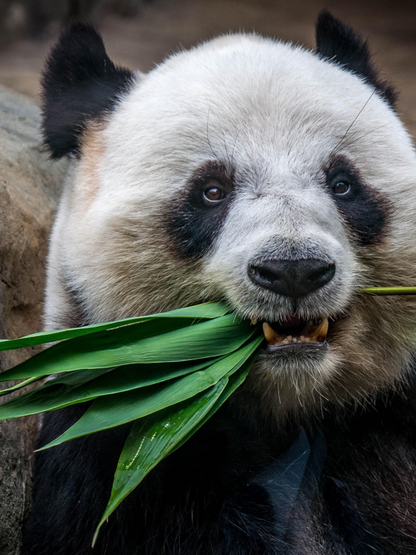 Panda | Diamond Painting