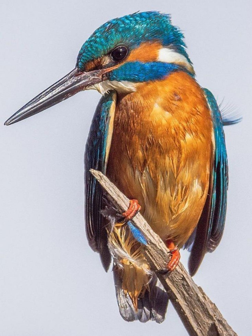 Kingfisher | Diamond Painting
