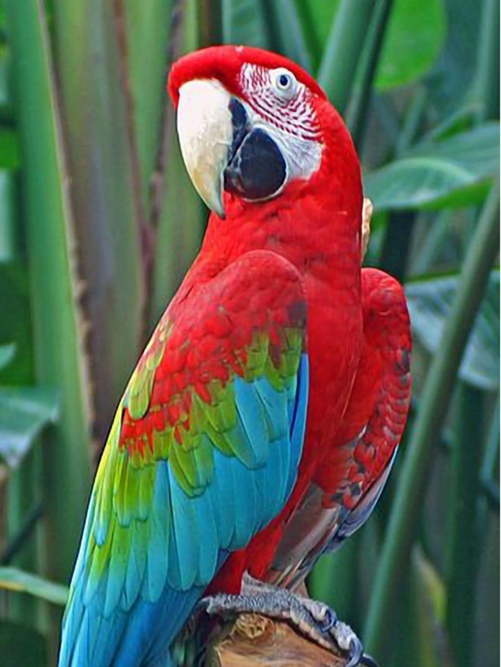 Macaw | Diamond Painting