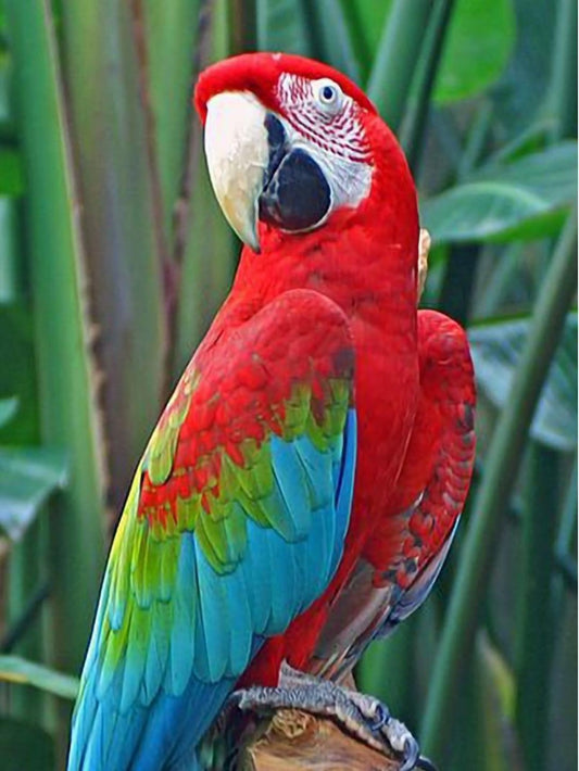 Macaw | Diamond Painting