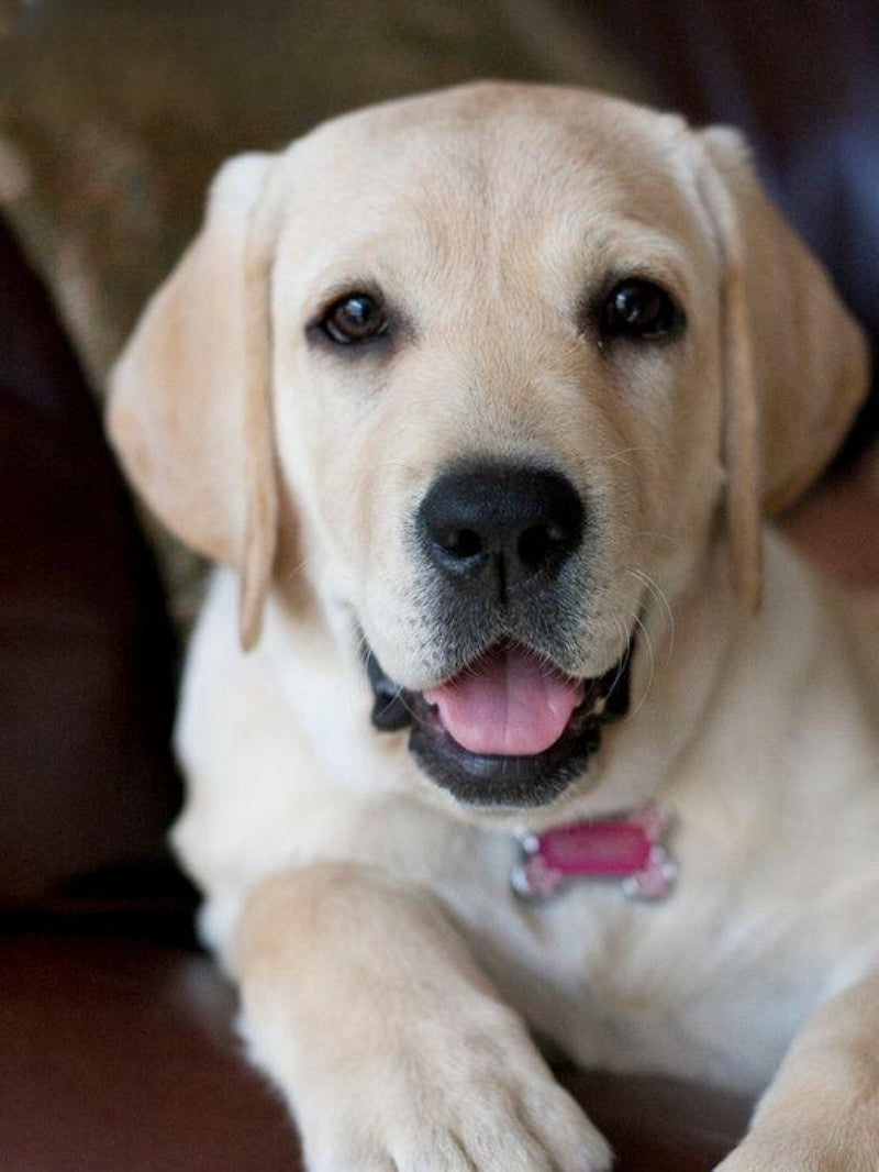 Yellow Labrador Dog | Diamond Painting