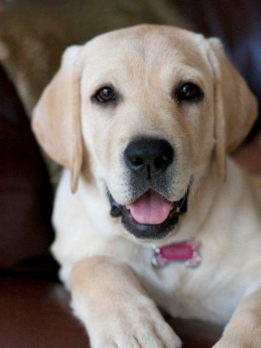 Yellow Labrador Dog | Diamond Painting