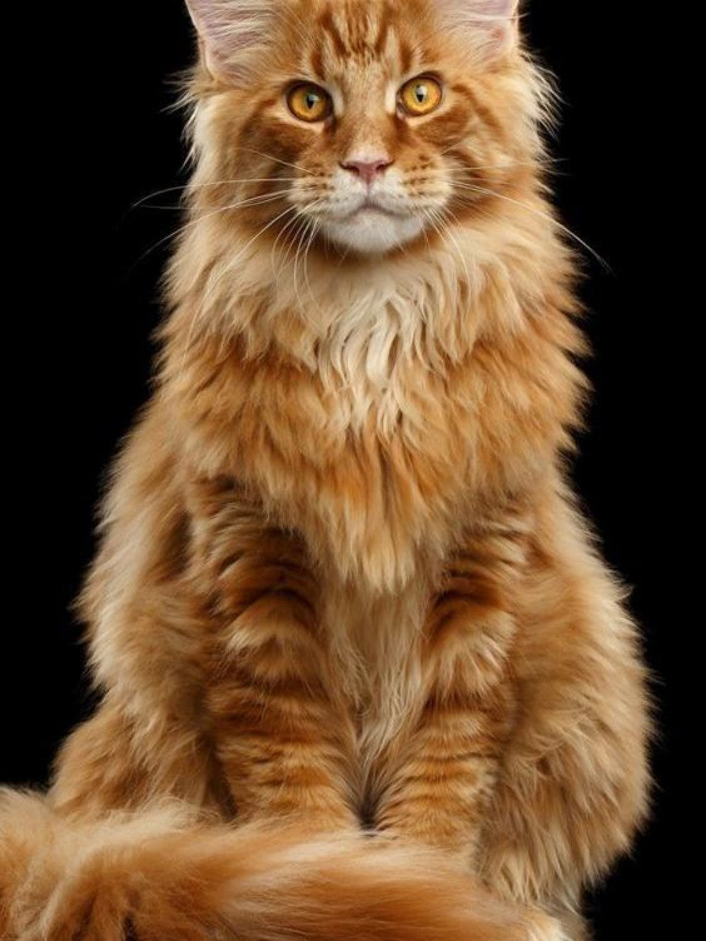 Maine Coon | Diamond Painting