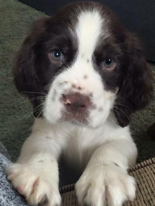 English Springer Spaniel Dog | Diamond Painting