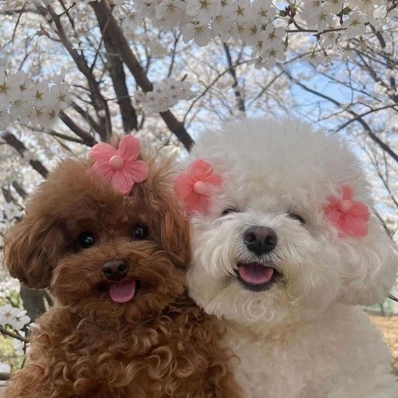 Dog Bichon Frise | Diamond Painting